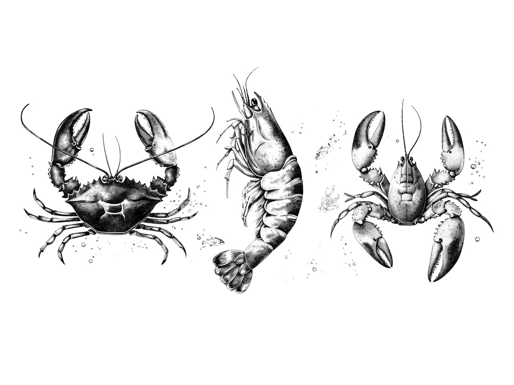 Three Lobsters