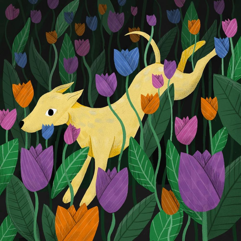 Windhund Whippet Greyhound Hund im Tulpenfeld