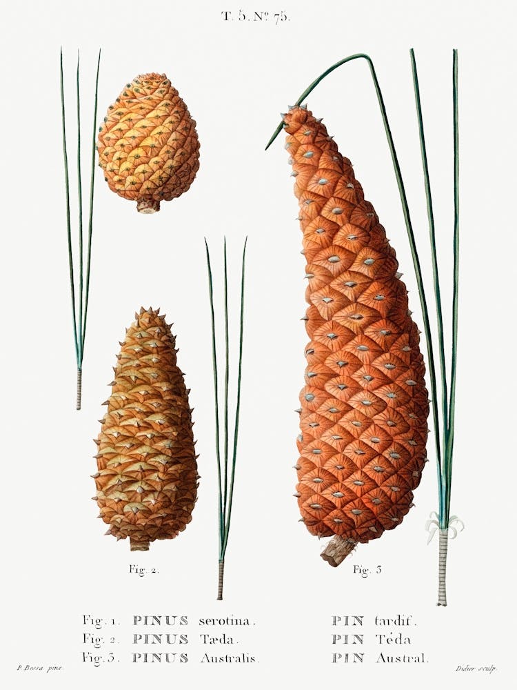 Pond Pine, Loblolly Pine And Black Pine, Pierre Joseph Redoute