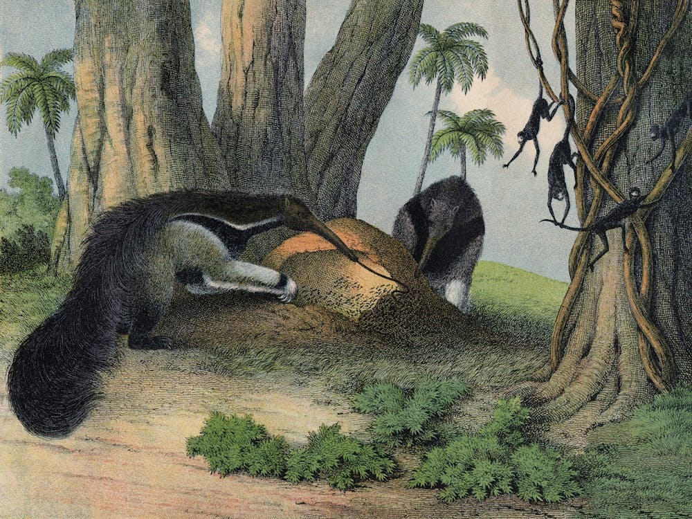 Vintage Kolb 8 Tafel 48 Ameisenbär