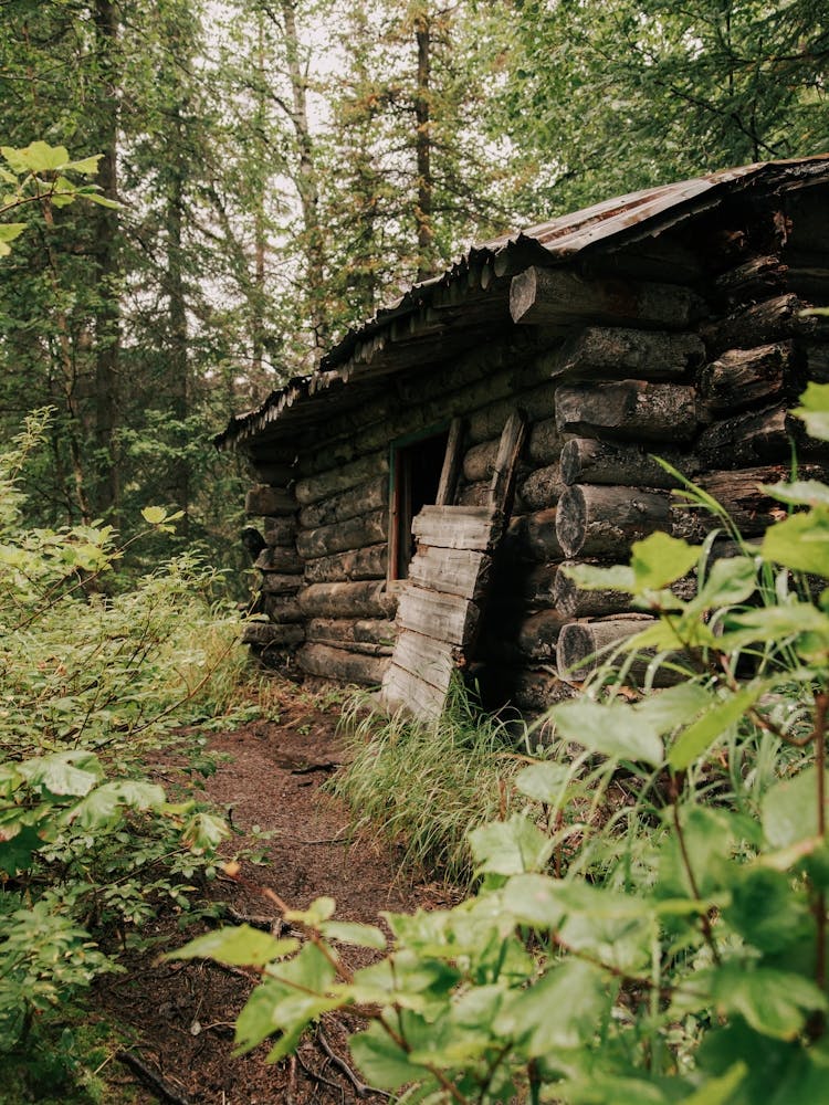 Forest Log Cabin