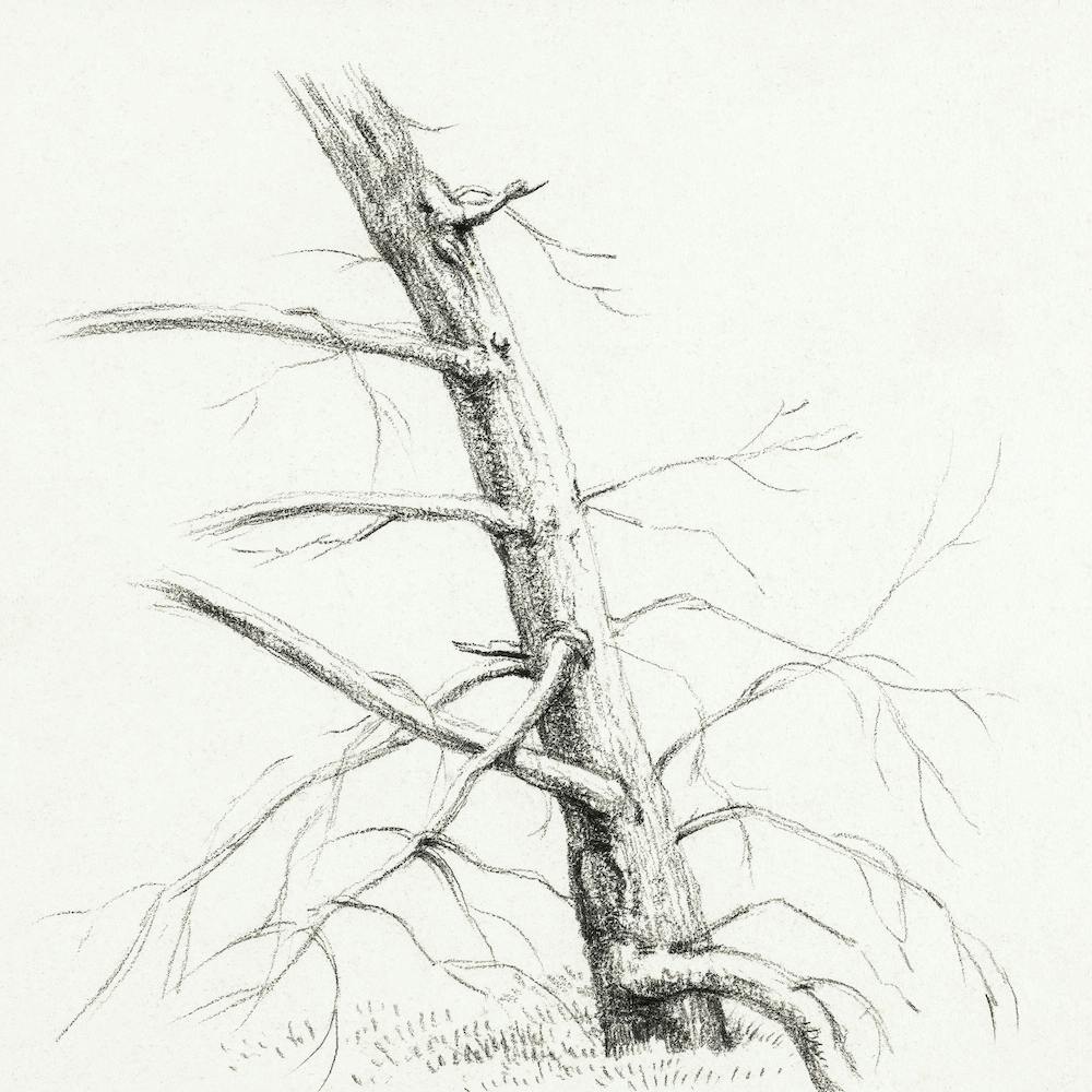 Study Of A Tree (1816), Jean Bernard