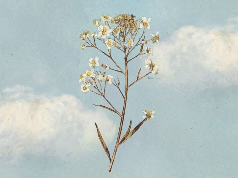 Flowers In The Sky