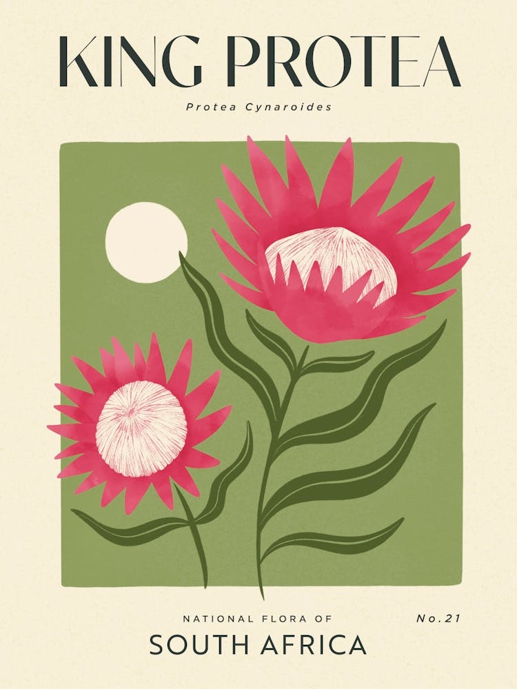 Vintage Green And Pink King Protea Flower Of South Africa 1