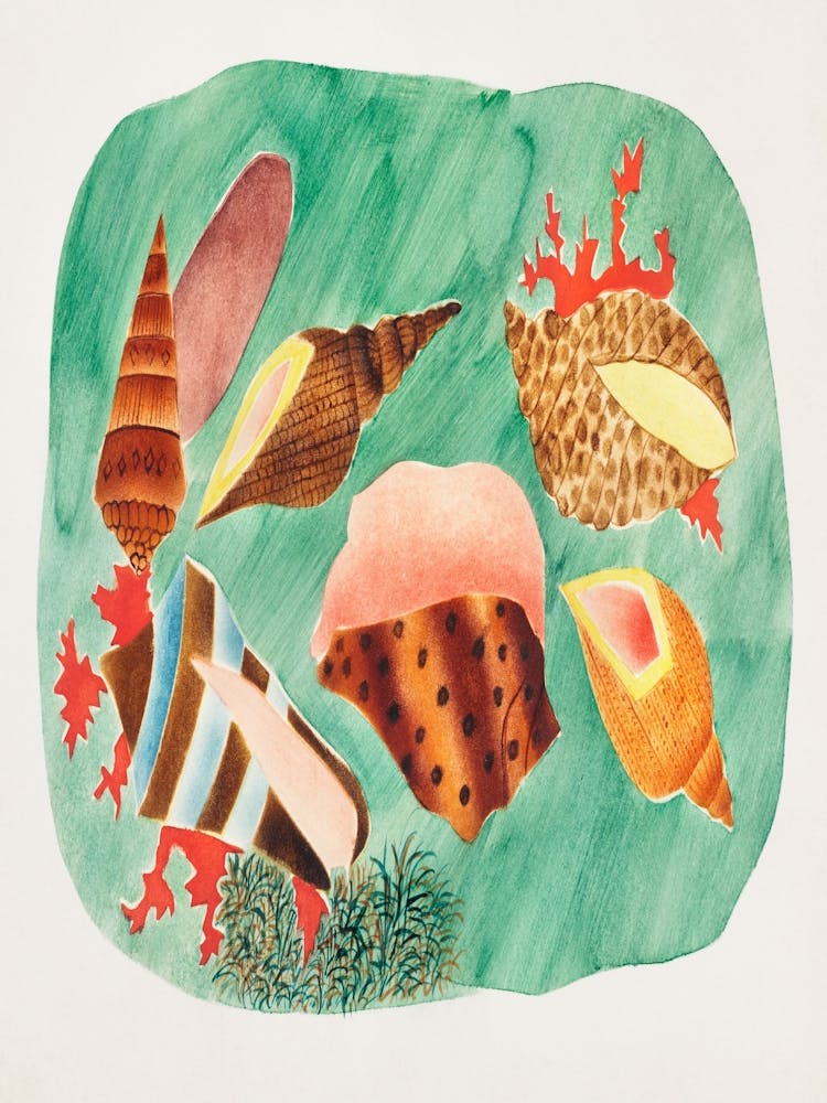 Sea Shells