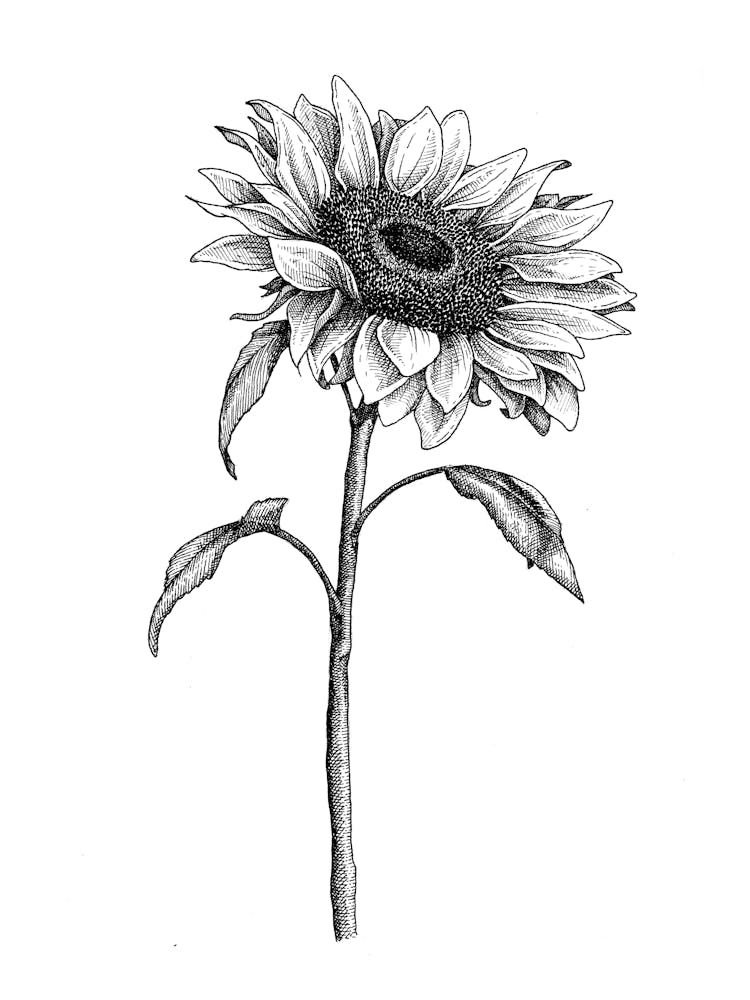 Sunflower Sketch In Black And White Ink