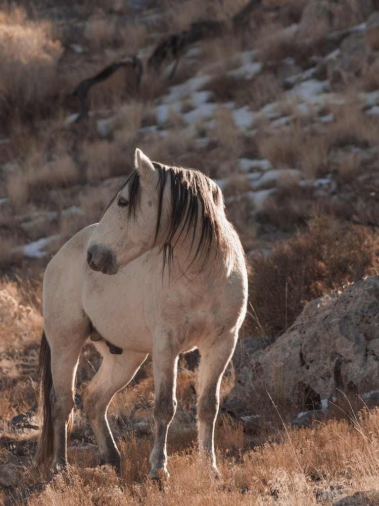 Grey Wild Horse