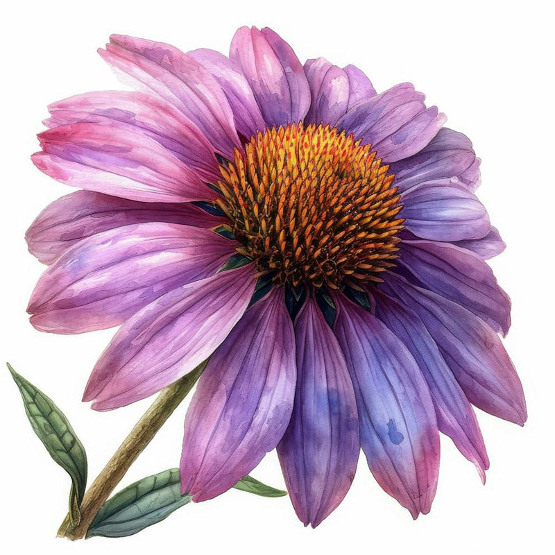 Purple Coneflower 2