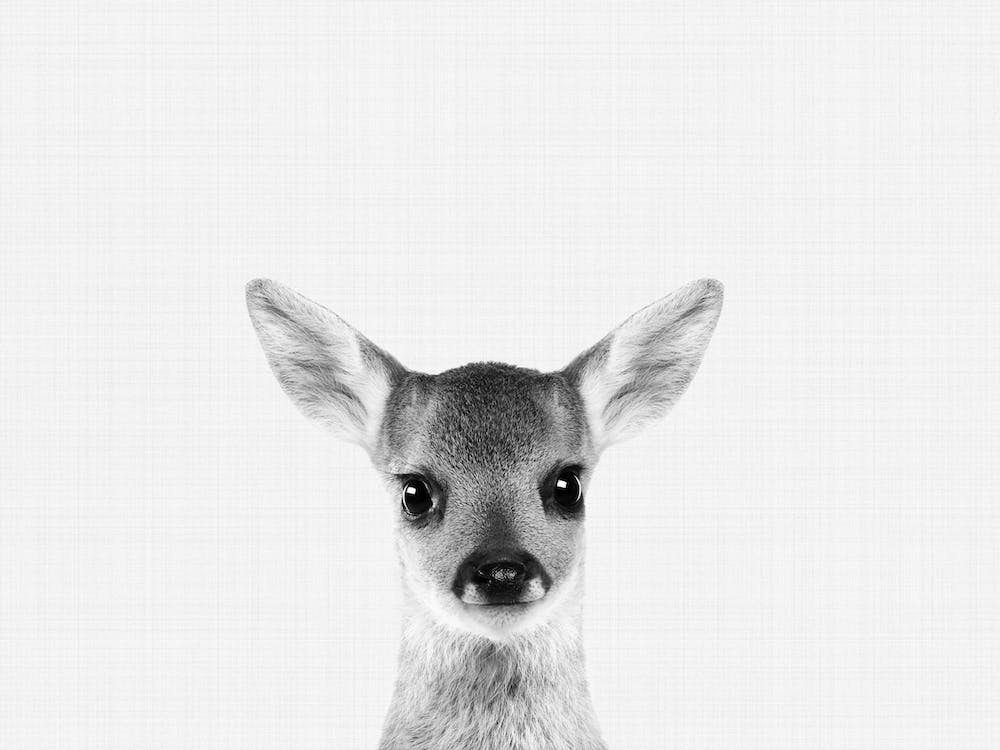 Fawn BW I