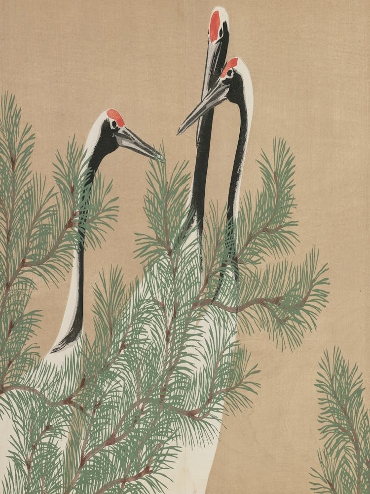 Cranes In A Pine Tree 1