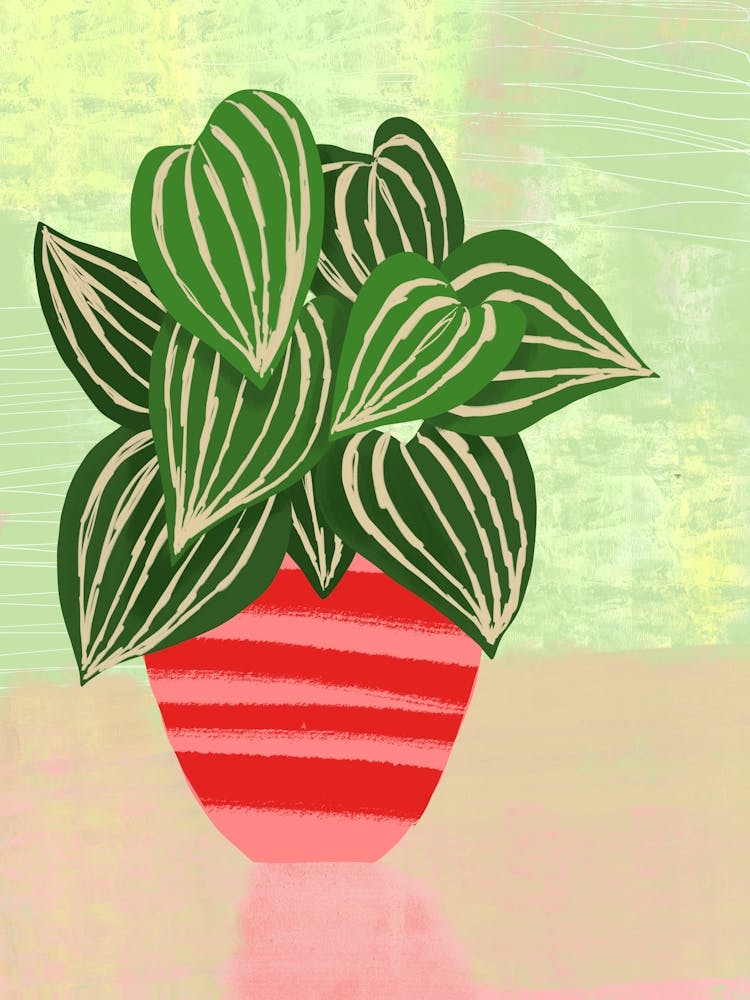 Big Leaf Potted Plant