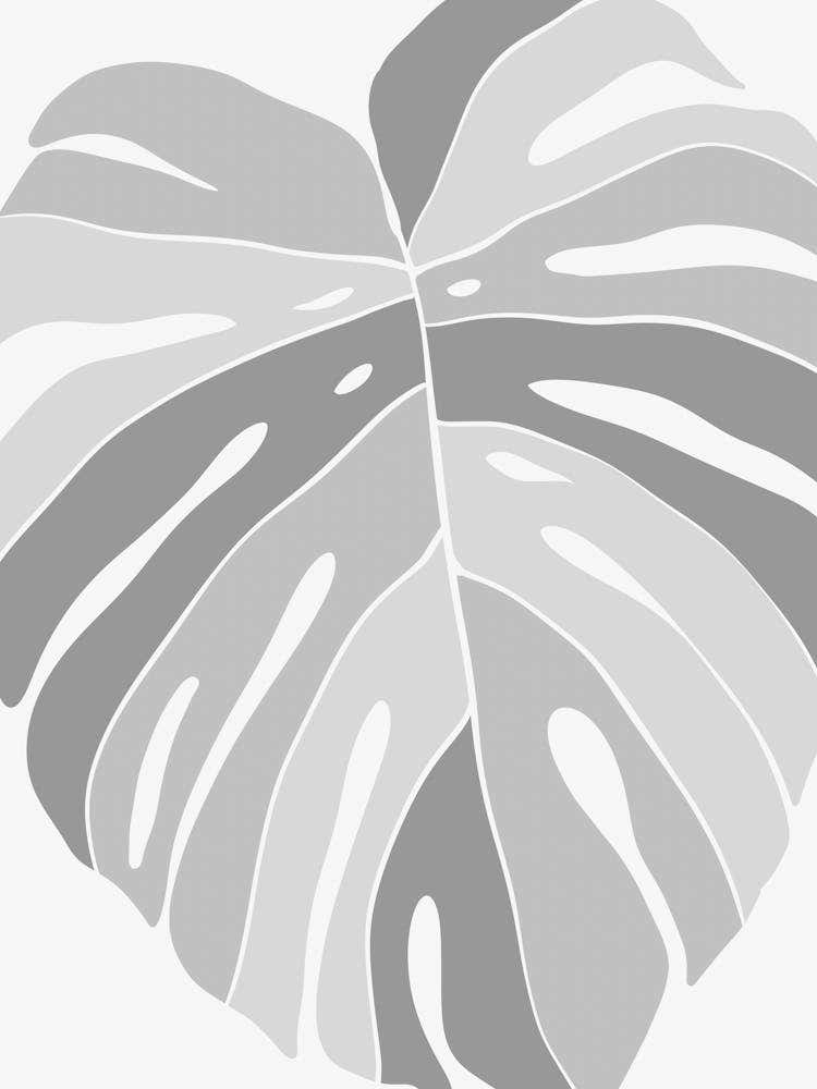 Monstera Leaf 7