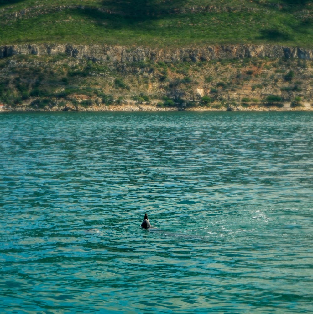 Dolphins In The Sea