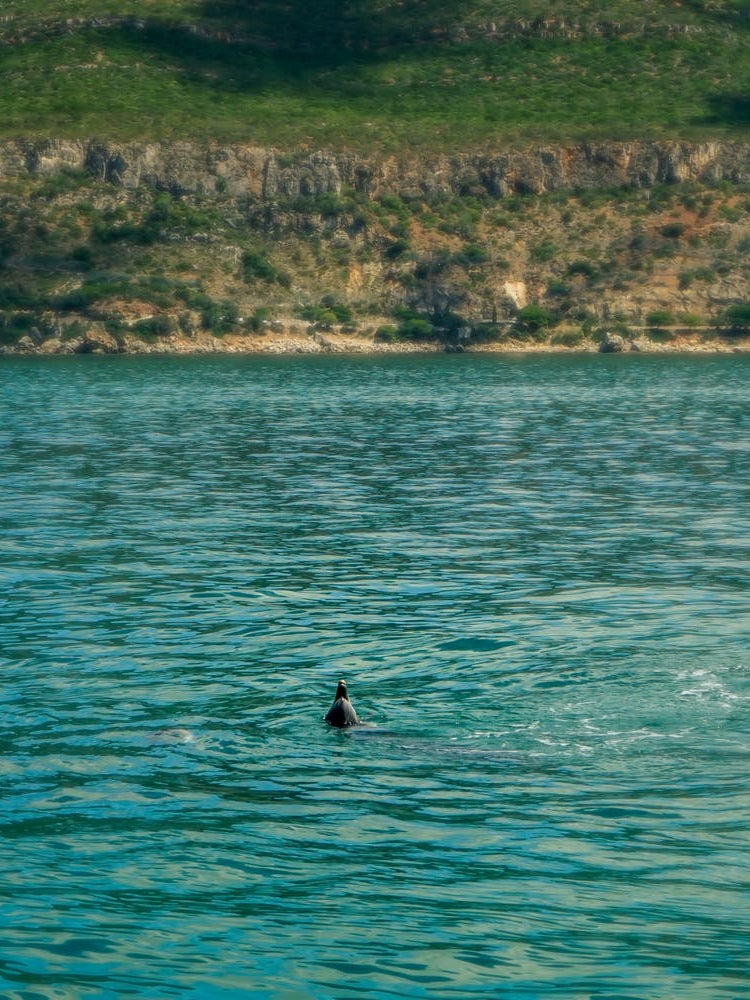 Dolphins In The Sea