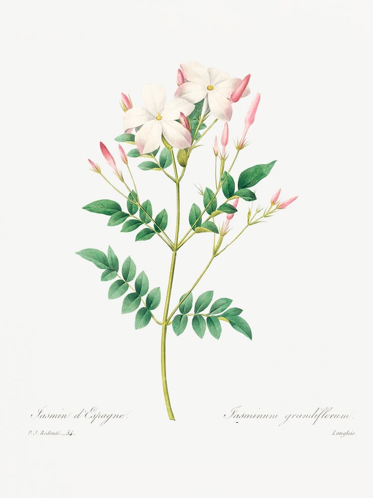 Spanish Jasmine, Pierre Joseph Redouté