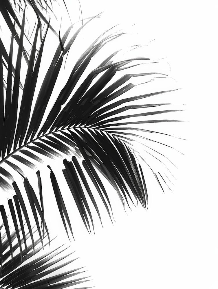 Feuilles de Palmier Noir et Blanc 5