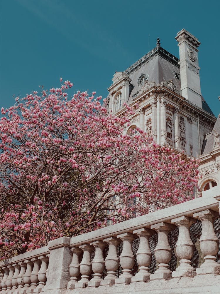 Pink Blossom In Paris