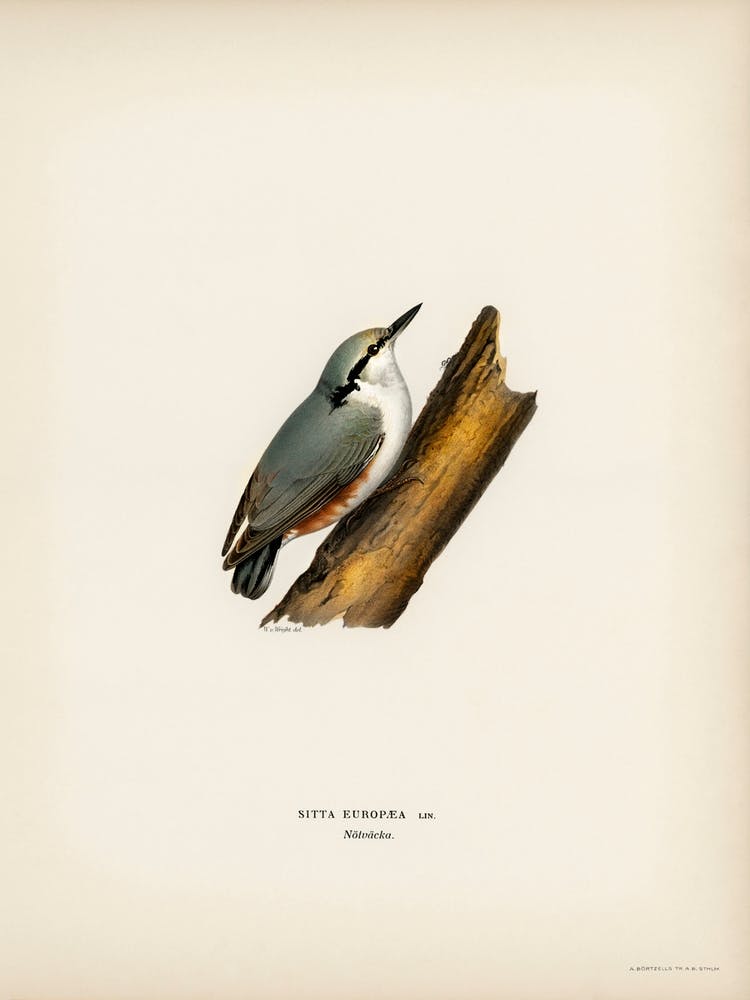 Sitta Europaea Lin, The Von Wright Brothers