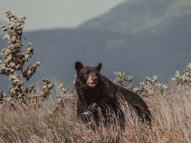 Mountain Black Bear