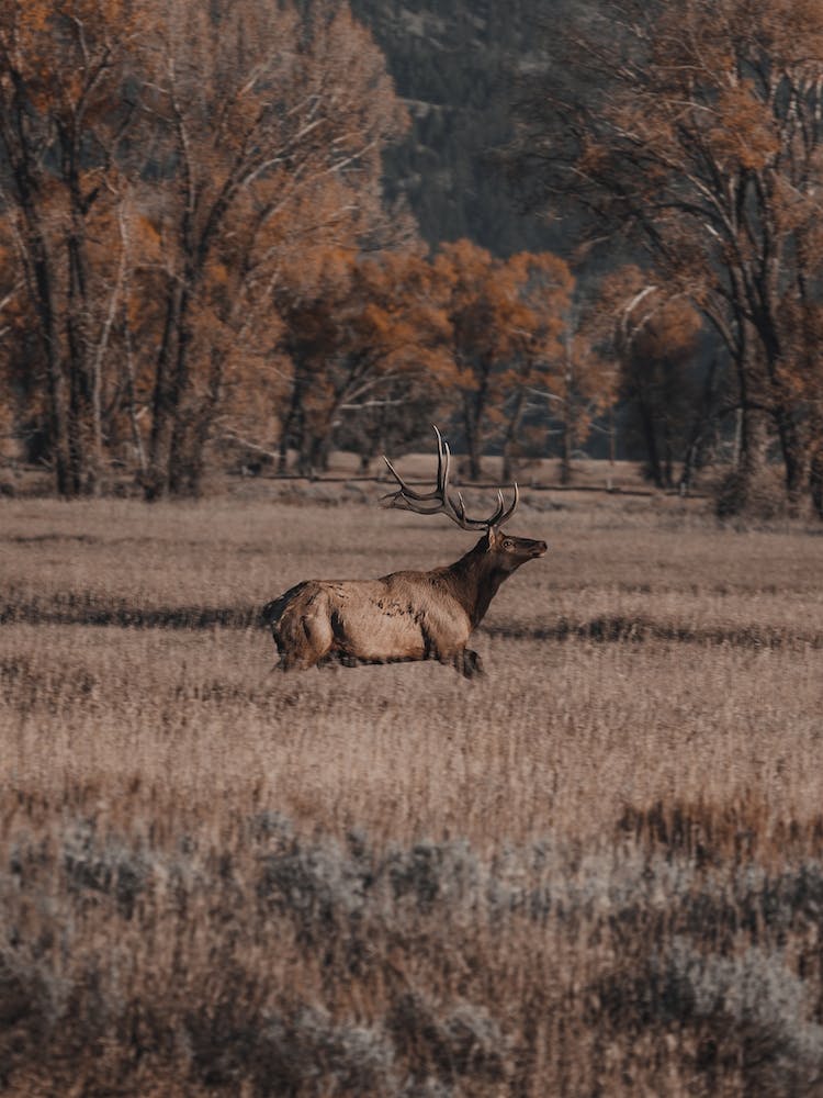 Elk Running Through Field