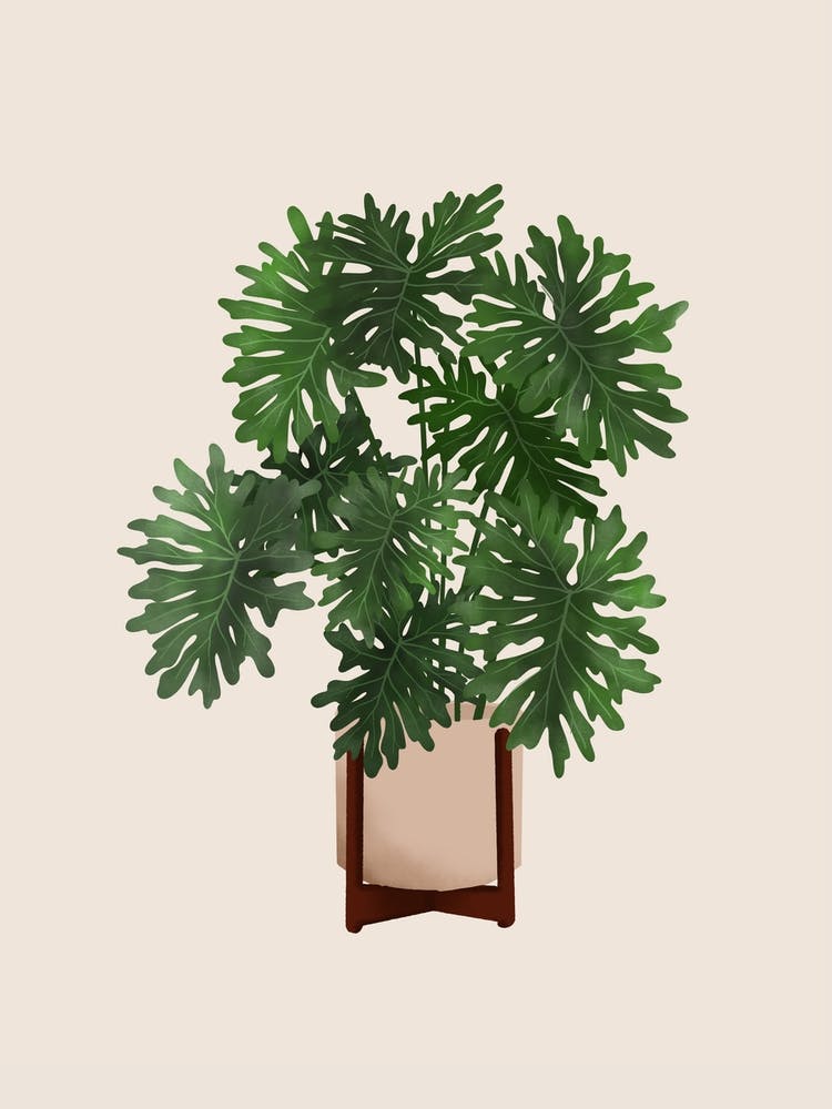 Philodendron Selloum