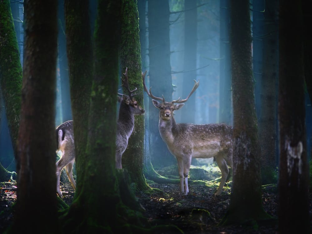 Deers