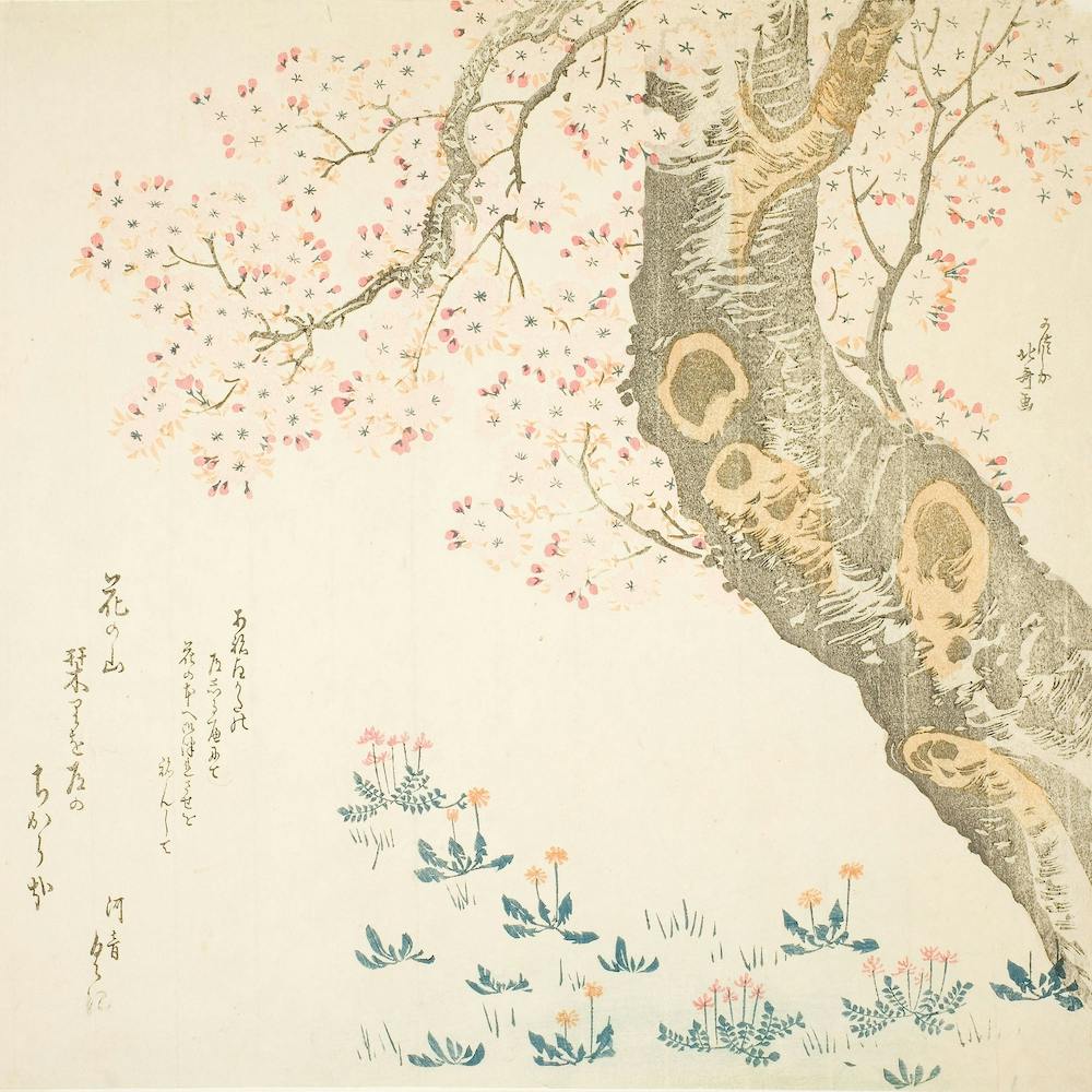 Dandelions And Clovers Beneath Cherry Tree, Katsushika Hokusai