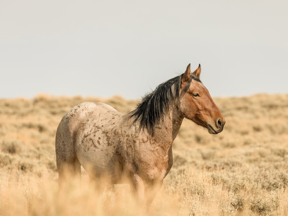 Summer Wild Horse