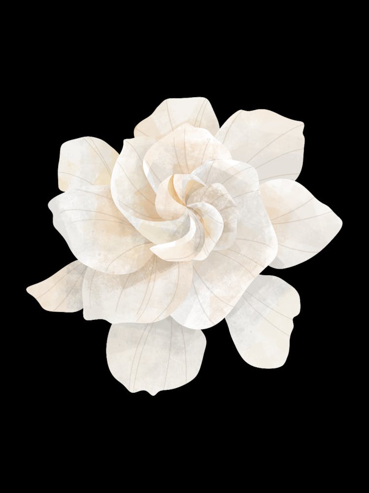 Weiße Magnolienblüte