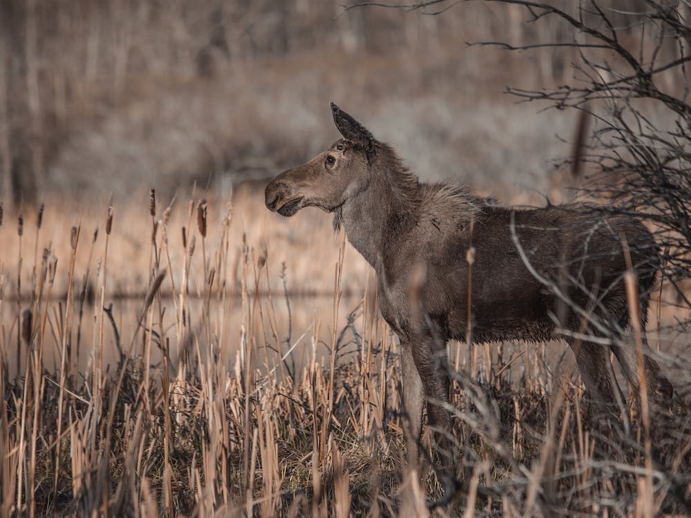 Adolescent Moose In Swamp