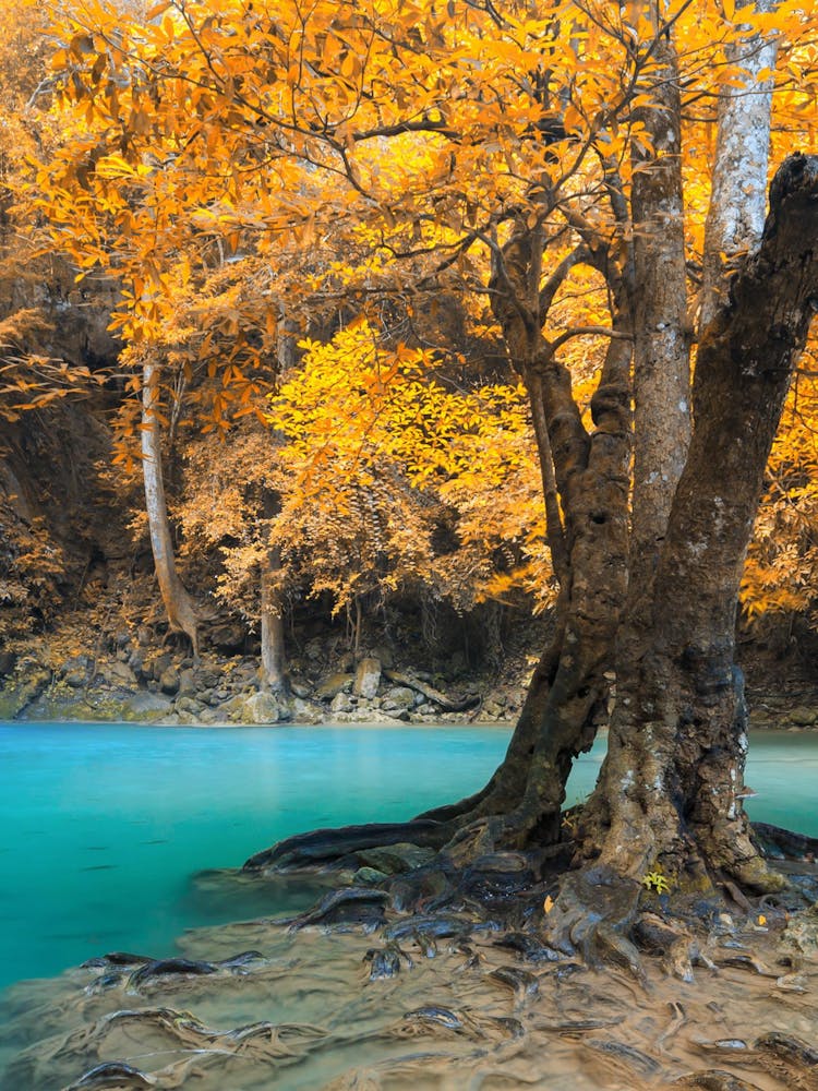 Herbstwald in Thailand