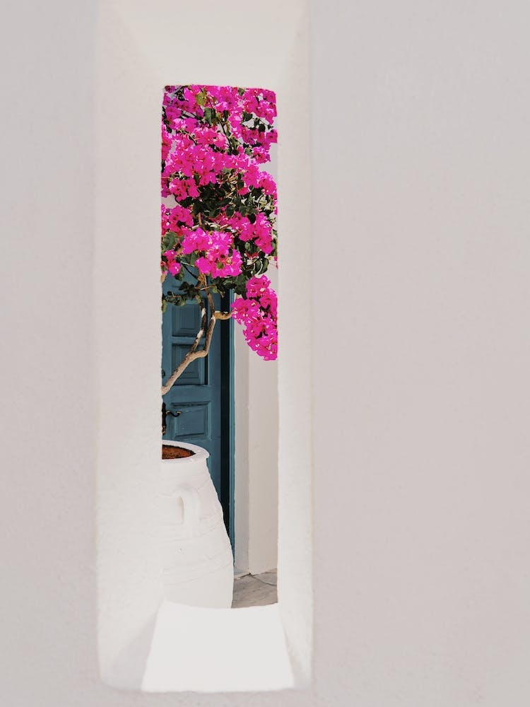 Flowers In Window