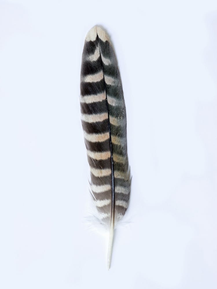 Owl Feather