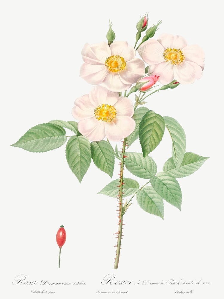 Damask Rose, Also Known As Rosewood Rose Petal, Pierre Joseph Redoute