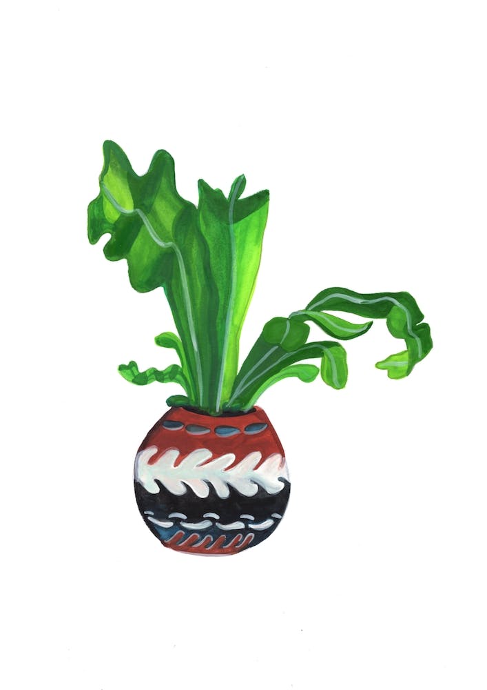 Fern In A Round Pot