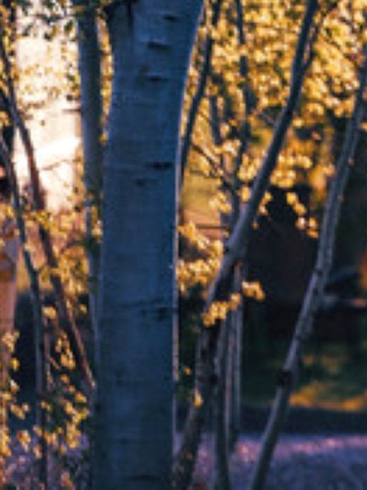 Birch Trees At Sunset