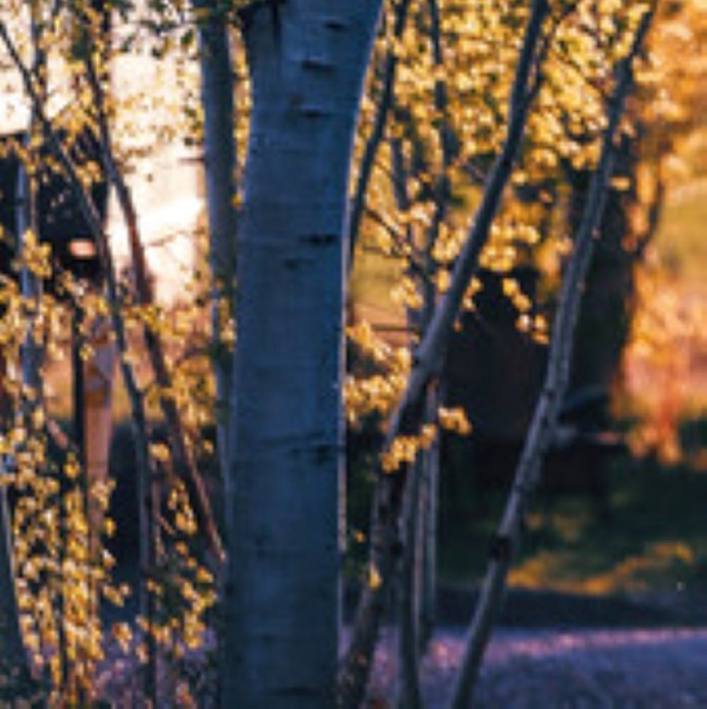 Birch Trees At Sunset