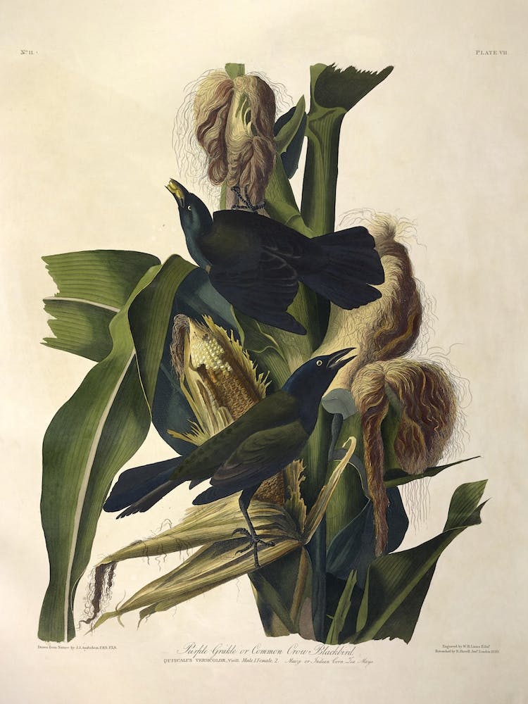 Purple Grakle Or Common Crow Blackbird, John James Audubon