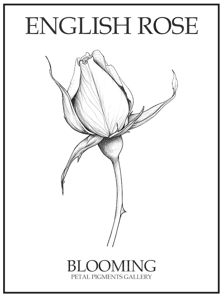 English Rose Blooming Line Drawing 2 Poster