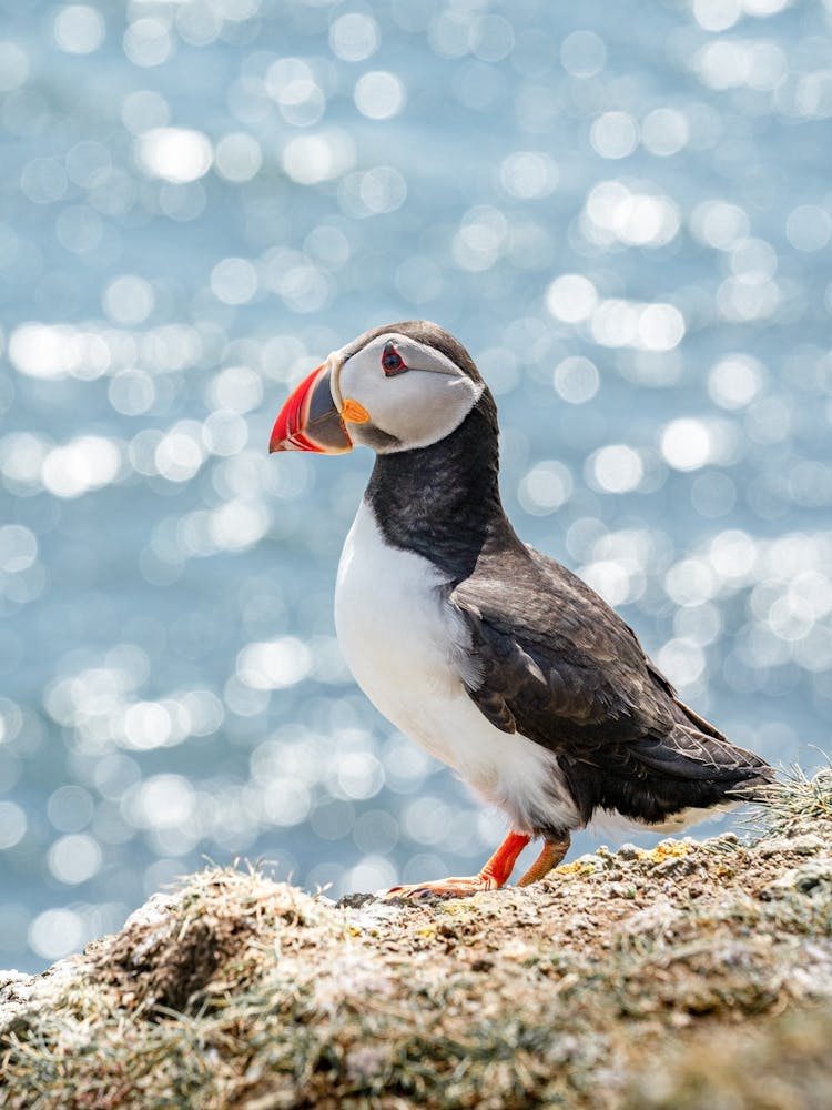 Scottish Puffin