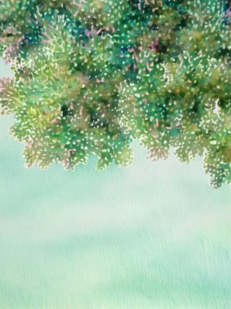 Acropora Millepora Iiii Storybook Watercolour