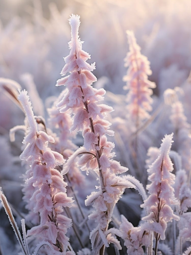 Frosty Botanical Veronica 1