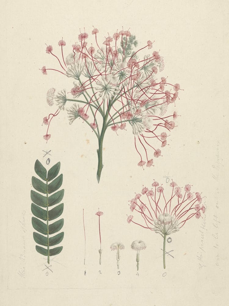 Gummy Albizia Tree, Luigi Balugani 1