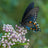 Macro and nature photography