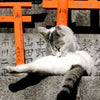 Masa Otonari