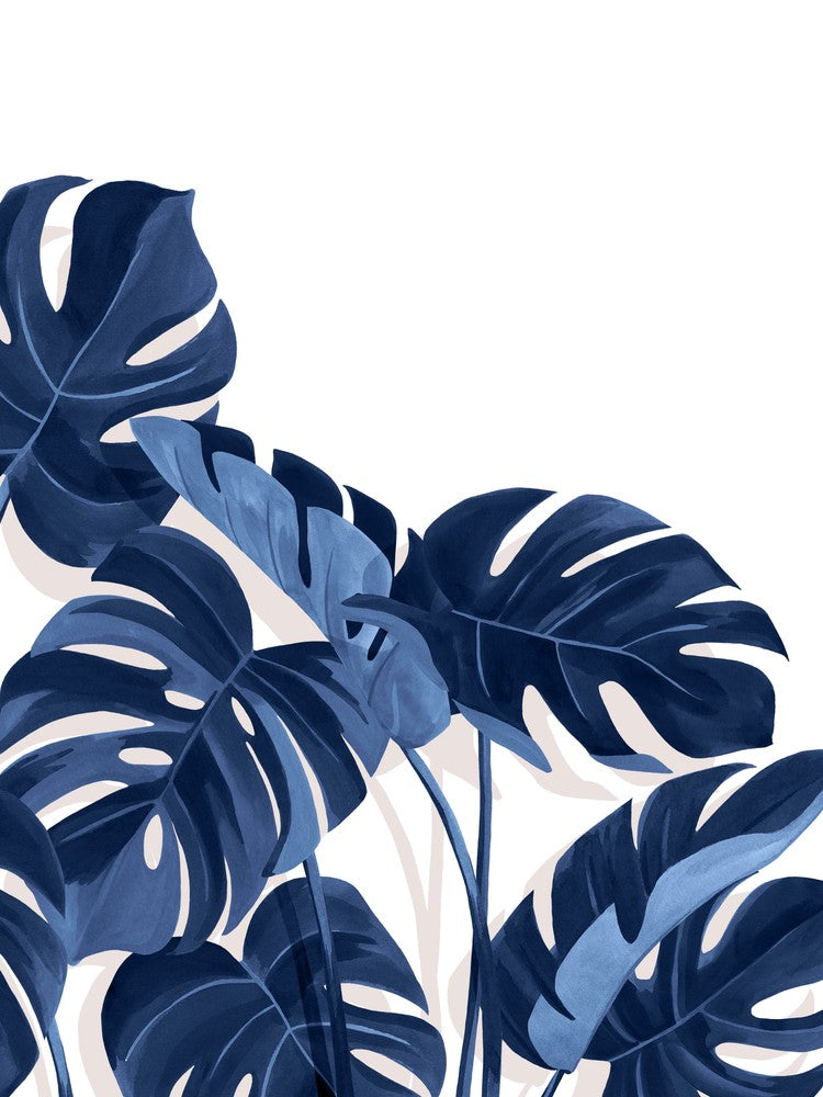 Monstera Blau