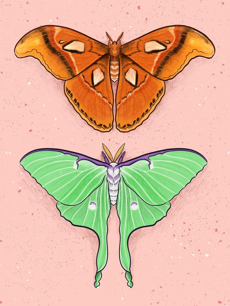 Moths