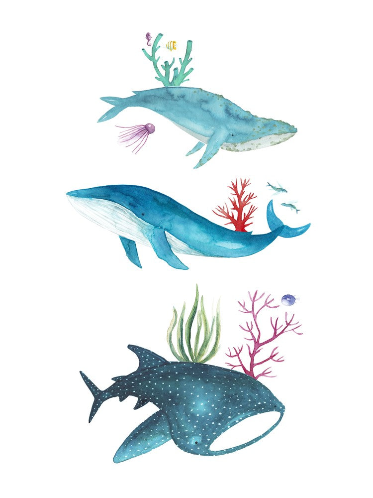 Ocean Creatures