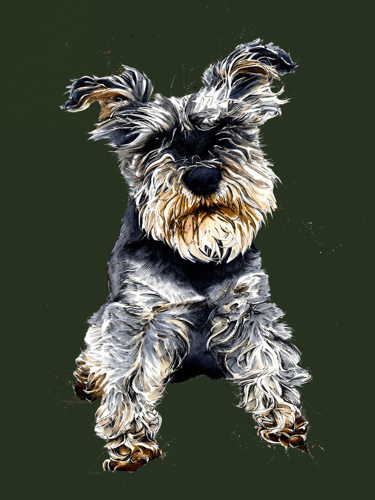 Ollie The Schnauzer