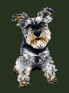 Ollie The Schnauzer